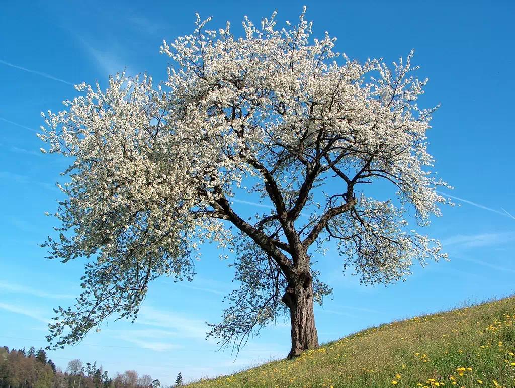 ხის ქვიზი